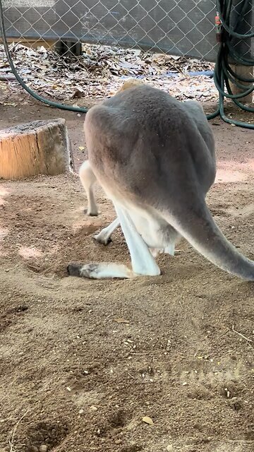Beautiful kangaroo