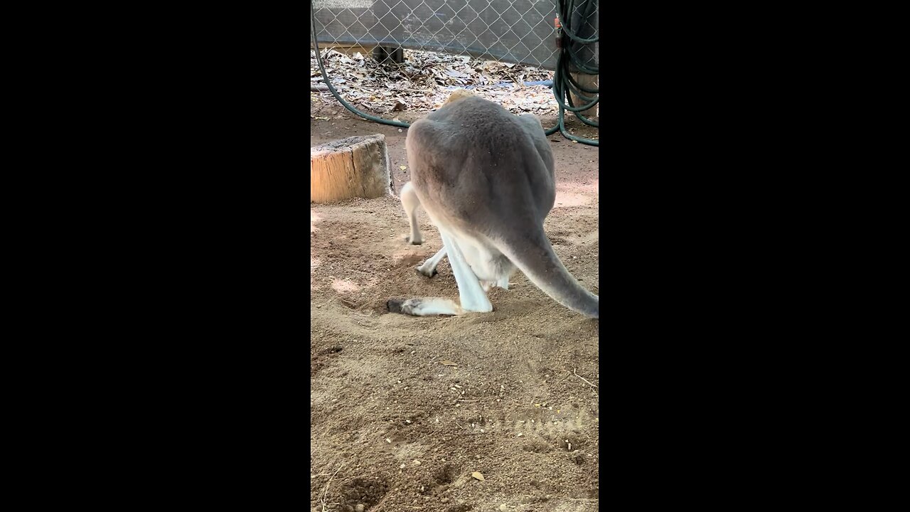 Beautiful kangaroo