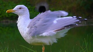 The LARGE European Herring Gull Male Grooming / Preening