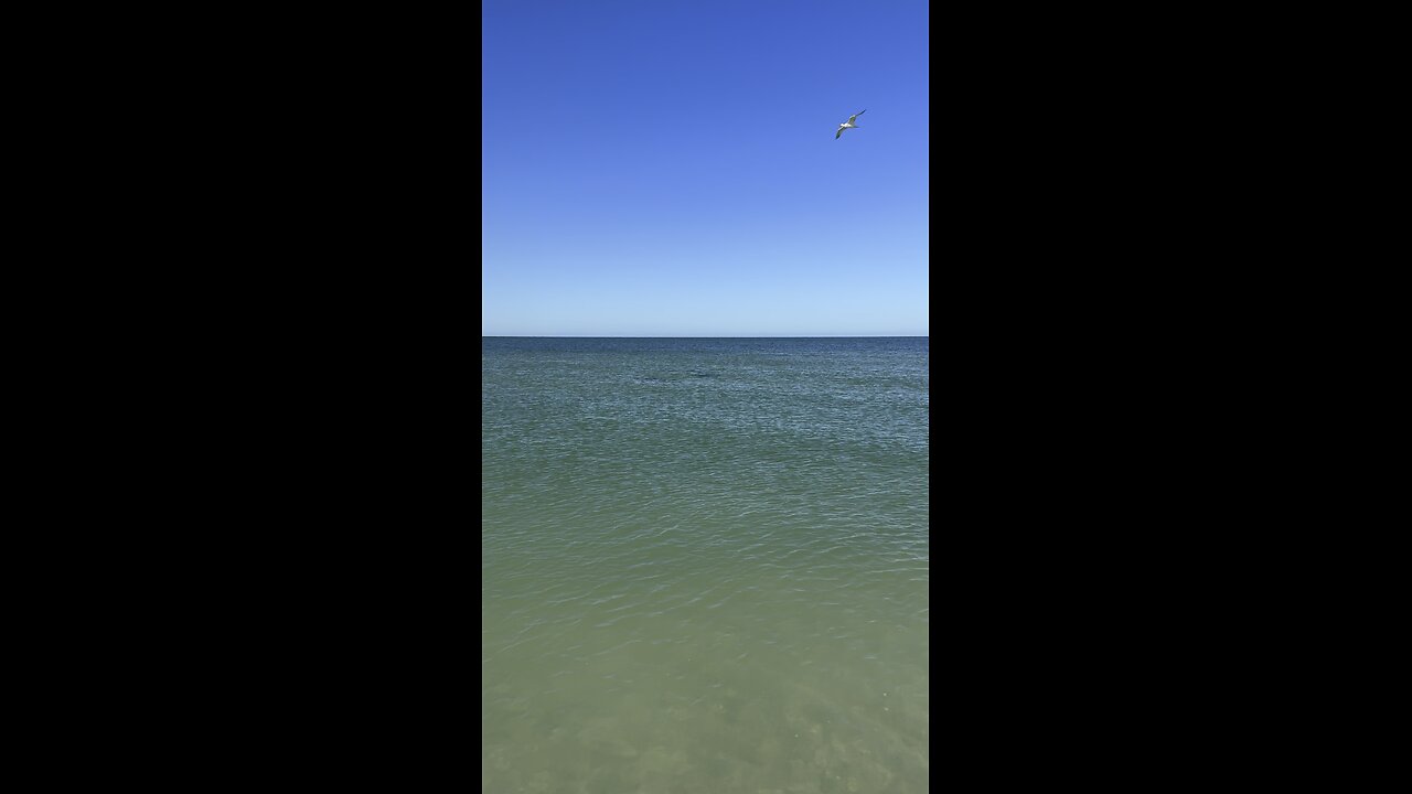 Spotted Eagle Rays Walk With Me! | 4K
