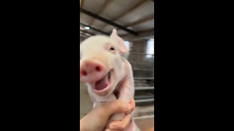 #Day1 of piggy's daily laugh
