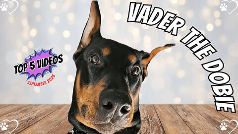 Doberman Top 5 Hits: Vader’s September 2025 Adventures! 🐶☀️