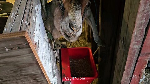 Graham Family Farm: 7:35 AM January 6th 2025