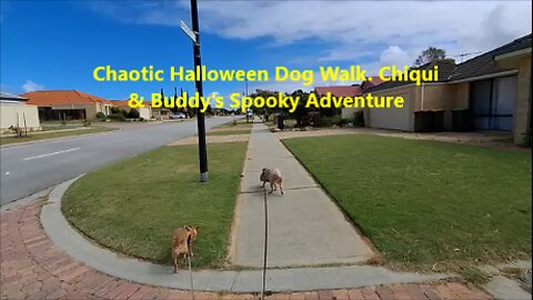 Chaotic Halloween Dog Walk. Chiqui & Buddy’s Spooky Adventure