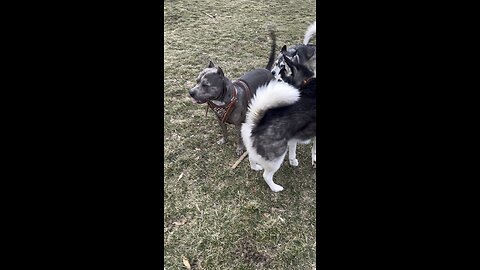 Don’t fetch for strangers!!!