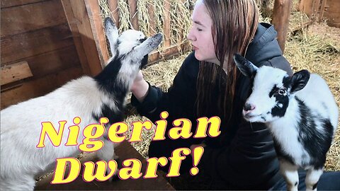 MEET Our New BABY Goat! You Won't BELIEVE Her NAME!