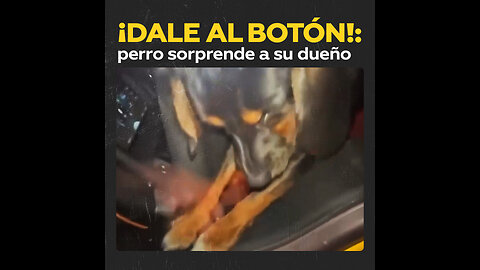 Travesuras caninas: cuando tu perro te cierra el camión