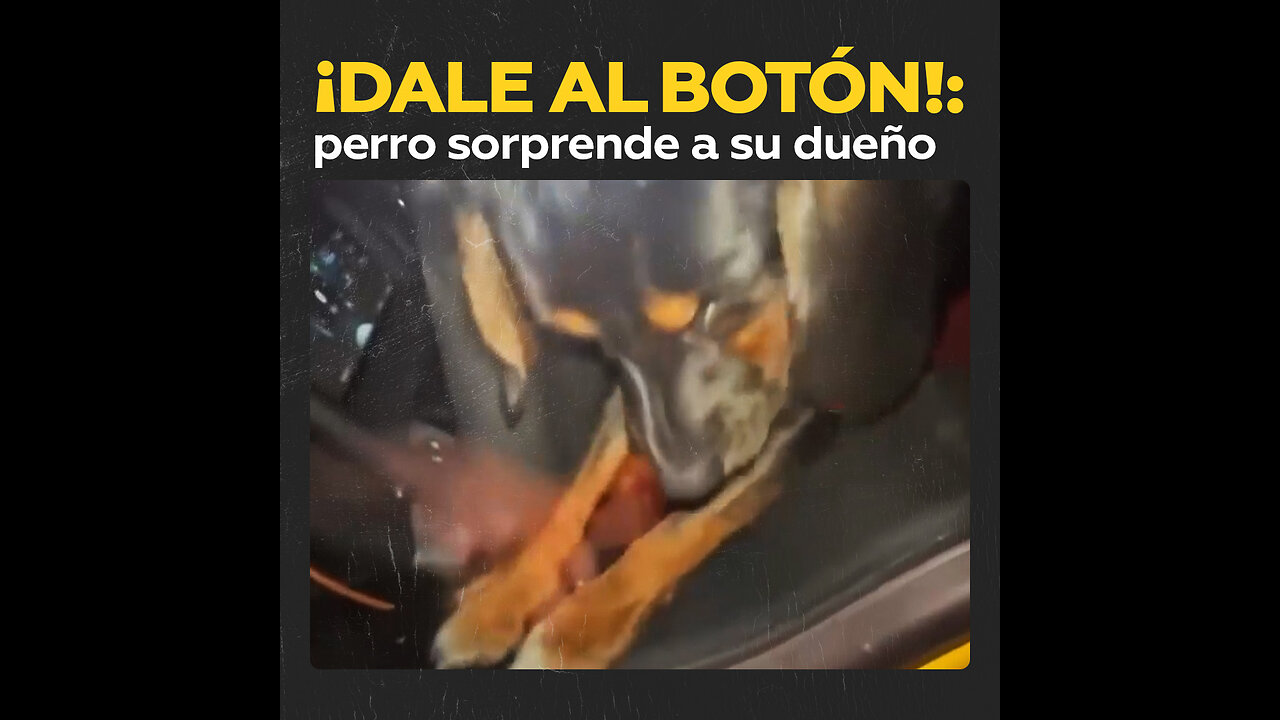 Travesuras caninas: cuando tu perro te cierra el camión