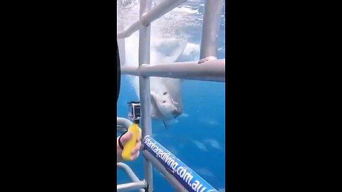 inside a SHARK CAGE!!!! GREAT WHITE SHARK!!!!