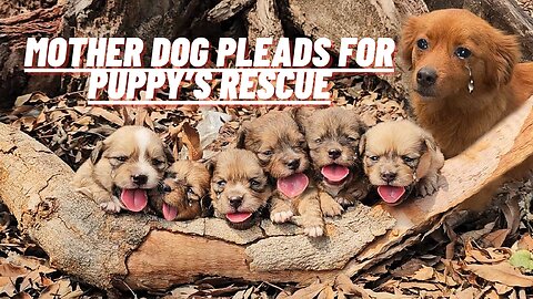Heartbreaking Moment Mother Dog Pleads For Puppy’s Rescue