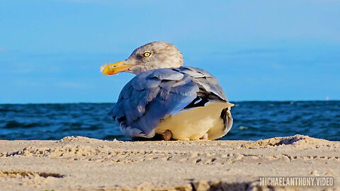 Birds of Long Beach NY 🪶 End of Summer