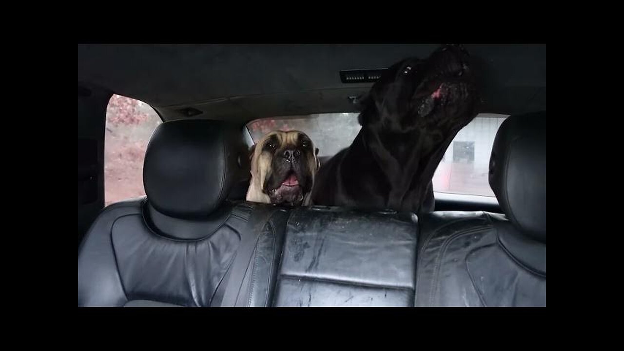 CANE CORSO Barking PSN Experiment