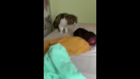 Funny cat videos | cute cats | Try not to laugh | Cat videos Compilation