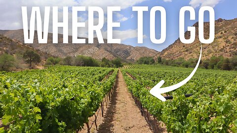 Revealing a HIDDEN Vineyard Oasis in Arizona