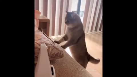 Paws & Whiskers: The Cutest Cats & Kittens Ever!"
