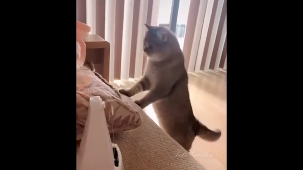 Paws & Whiskers: The Cutest Cats & Kittens Ever!"