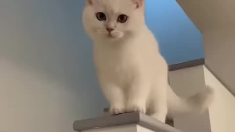 My white cat laughing