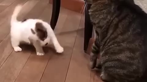 Kitten and puppy practice self-defense