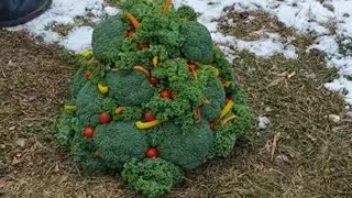 Christmas tree for the chickens!🎄🐔