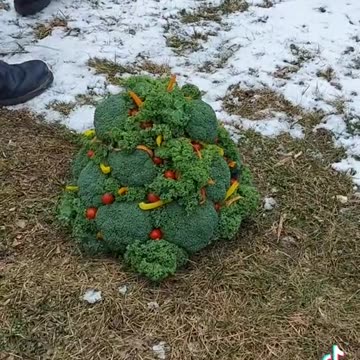 Christmas tree for the chickens!🎄🐔