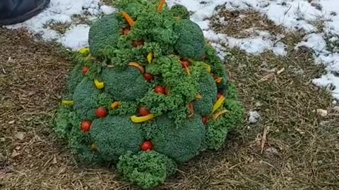Christmas tree for the chickens!🎄🐔