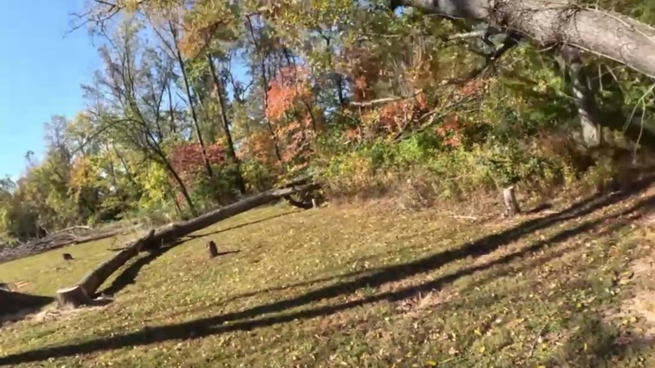 Felling a tree that wants revenge