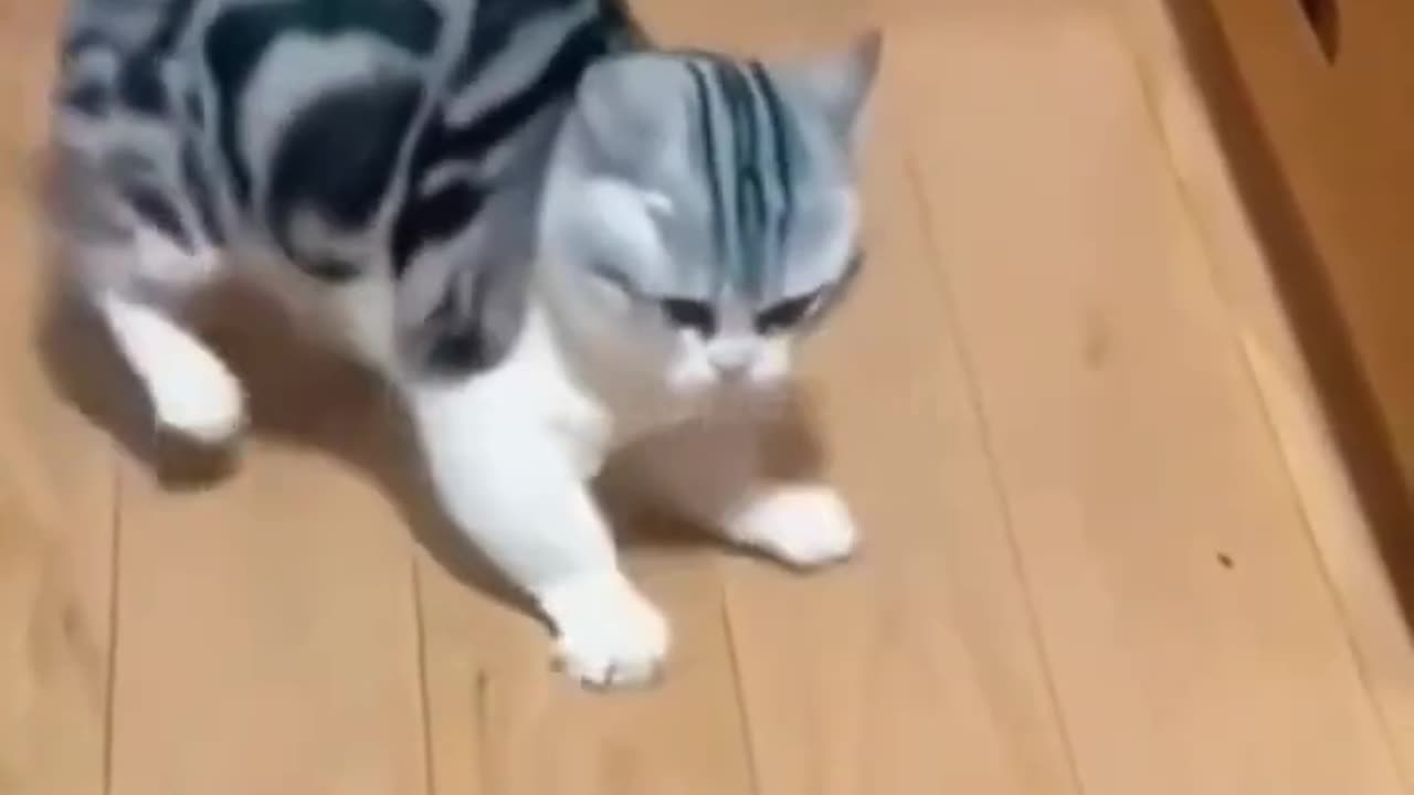 Funny cats and animals videos