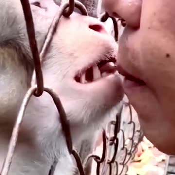 Monkey kisses the man its really lovely video