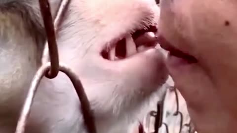 Monkey kisses the man its really lovely video