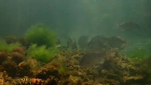 fishy close up ns done_02 ns