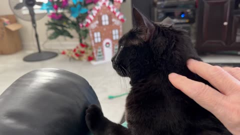 Cute Precious Piper Loves to Be Petted - My Adopted Shelter Cat Vlog