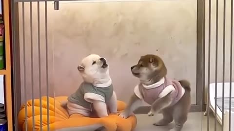 Dog's Comedy Videos 🤣 so cute videos and puppies comedy scenes 😂 so cute 🥰 🥰 🥰 🥰