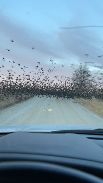 Parting the Bird Sea