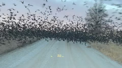 Parting the Bird Sea