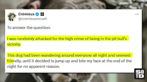 3 (Very Serious) Solutions To The Pitbull Question