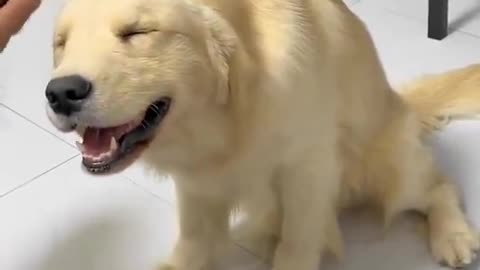 Loves Grooming