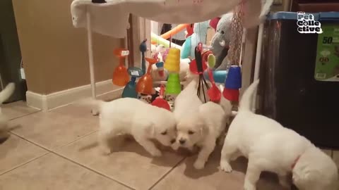 20 minutes of puppys