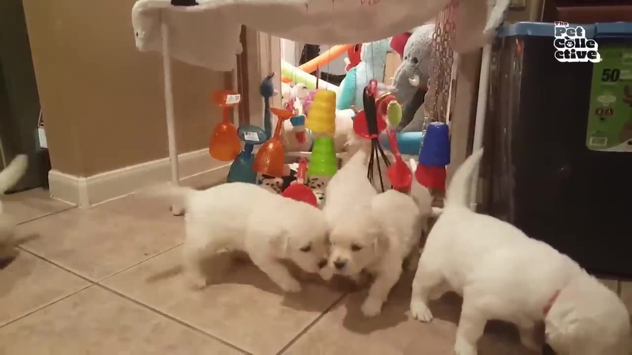 20 minutes of puppys