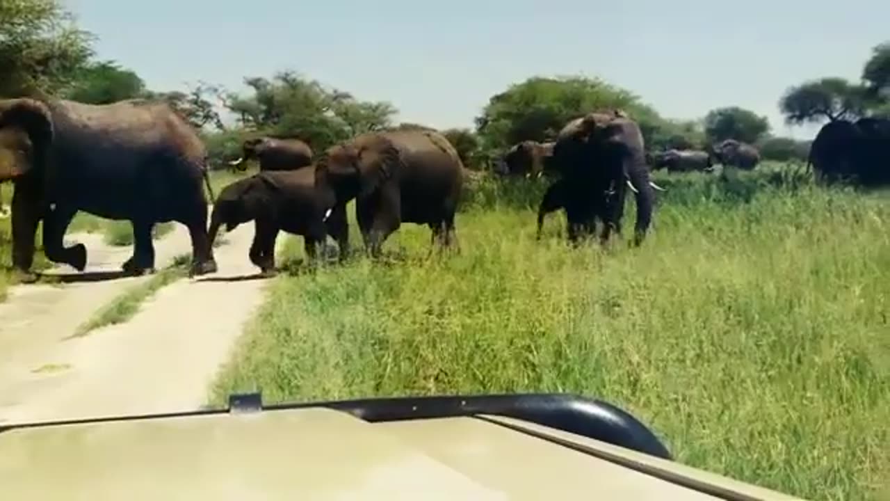 Elephant herd Crossing 🐘