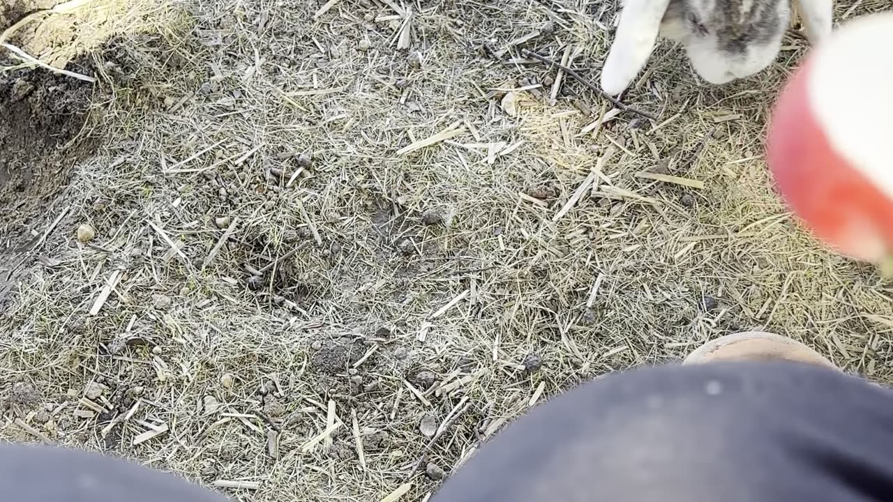 This black-eared bunny is munching on a carrot