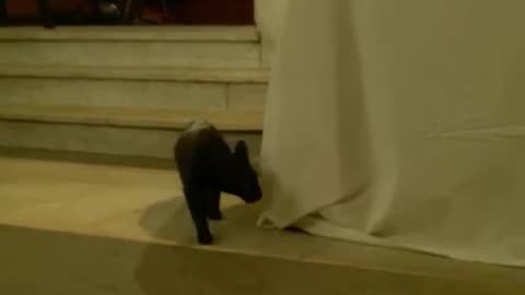 A Non Talking Cat