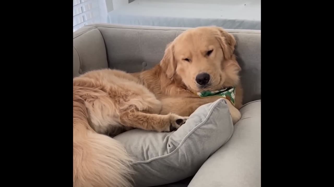 Funny Cats and Dogs 2024 – Ultimate Compilation