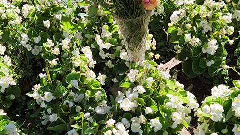 Vase of Mixed Flowers with Begonias