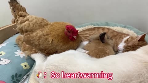 The rooster suspects that the cat is in love with the puppy, and the duck and rabbit are very angry