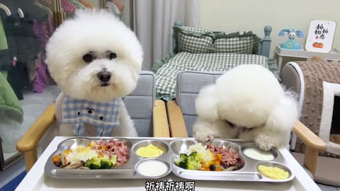 Chinese woman feeding her puppy