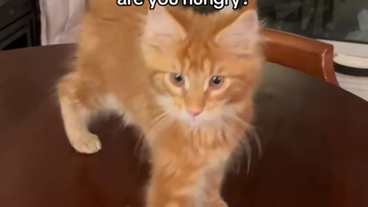 Hungry Cats