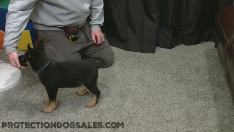 9 Week Old German Shepherd early training