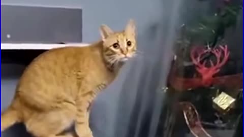 Cats vs Christmas Trees 😼