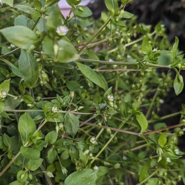 Chickweed stuffed chicken one-dish bake