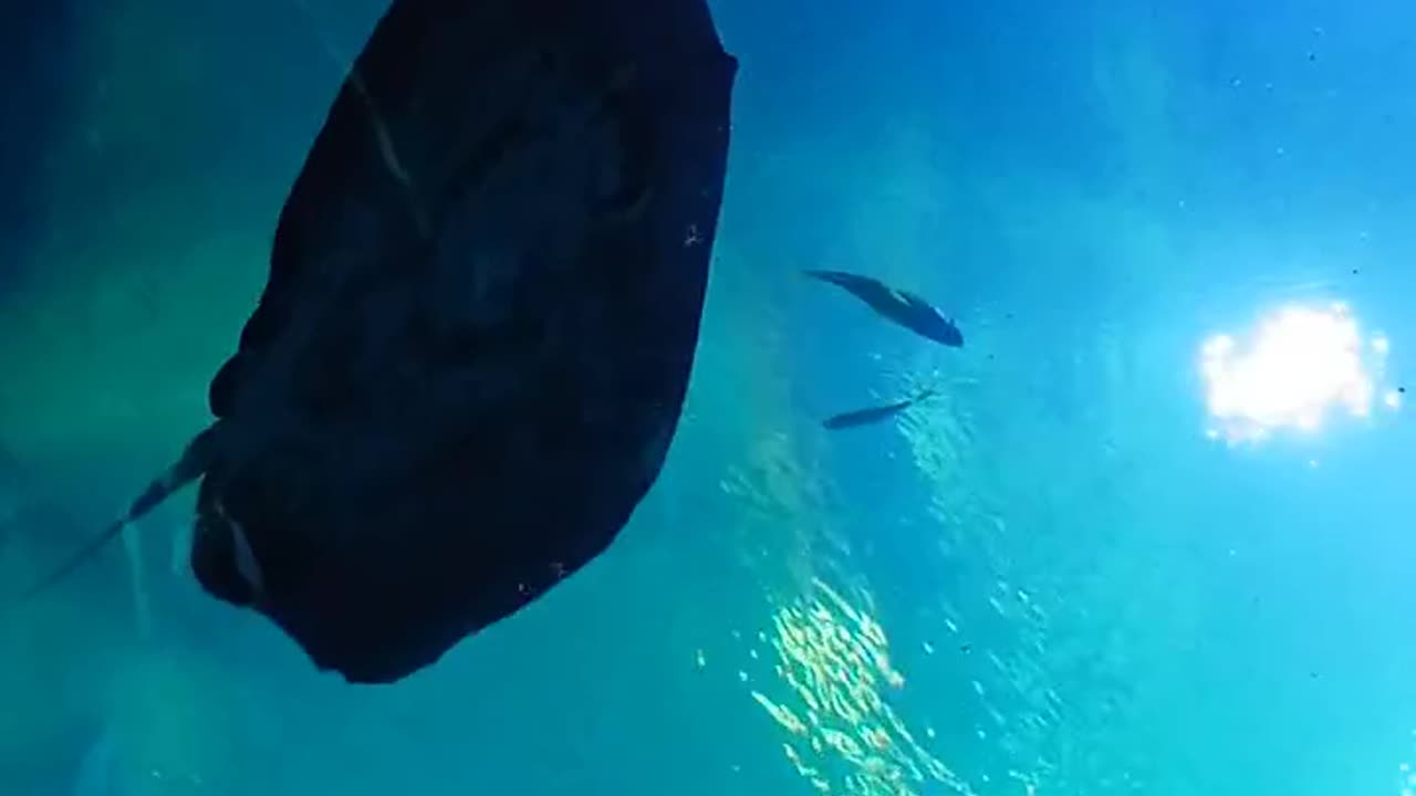 Stingray #georgiaaquarium #ocean #aquarium #Stingray #underwater